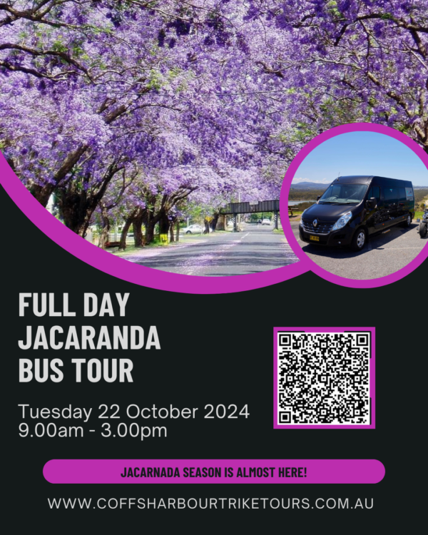 jacaranda festival 2024