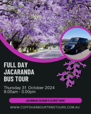 Full Day Jacaranda Bus Tour